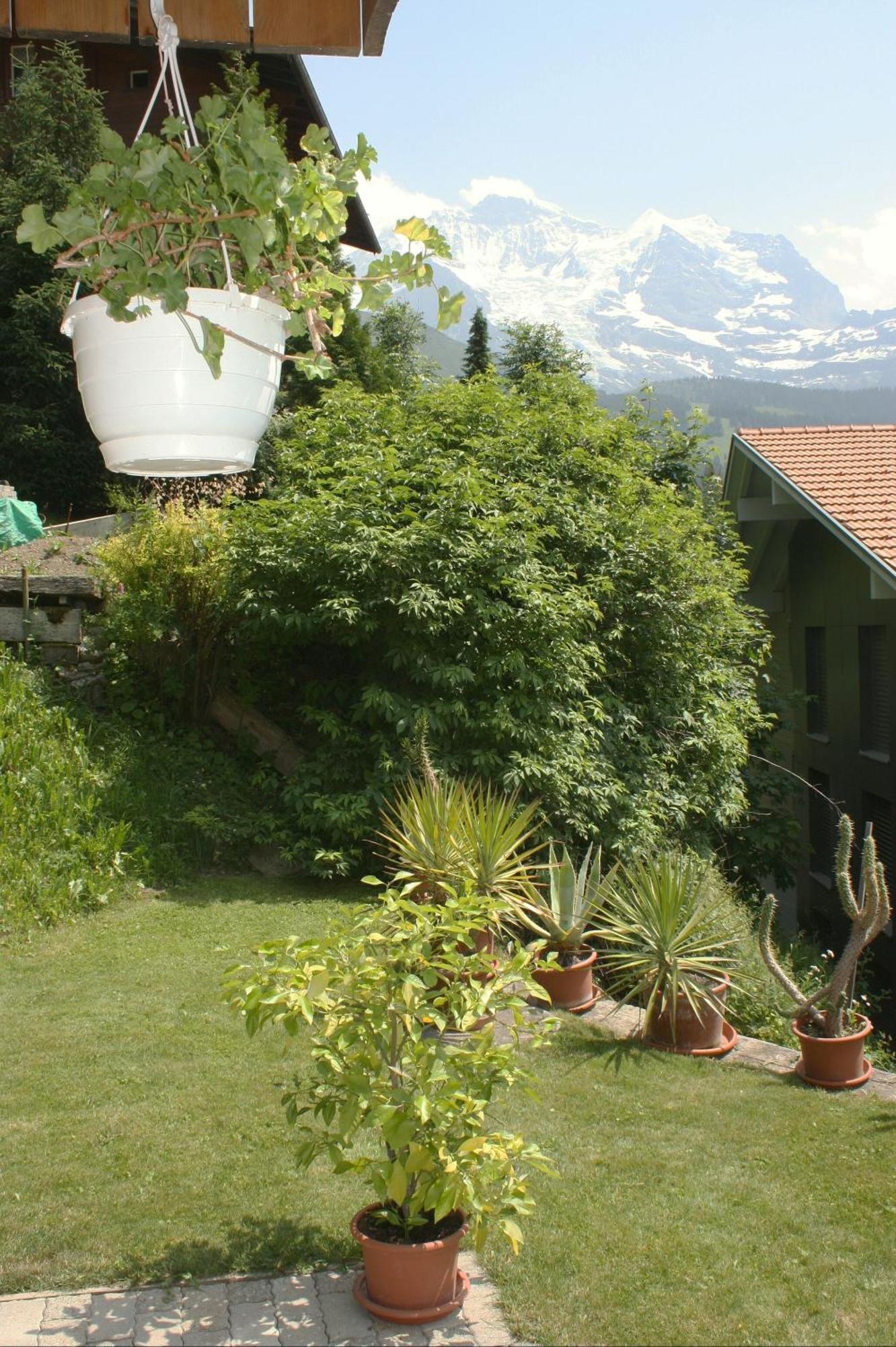 Chalet Protea Villa Wengen Exterior photo